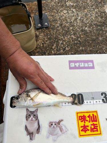 若洲海浜公園海釣り施設