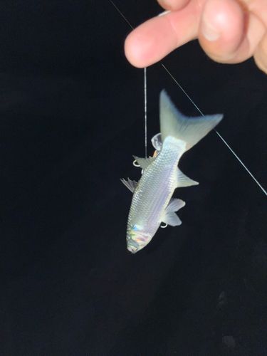 ボラの釣果