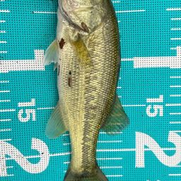 ラージマウスバス