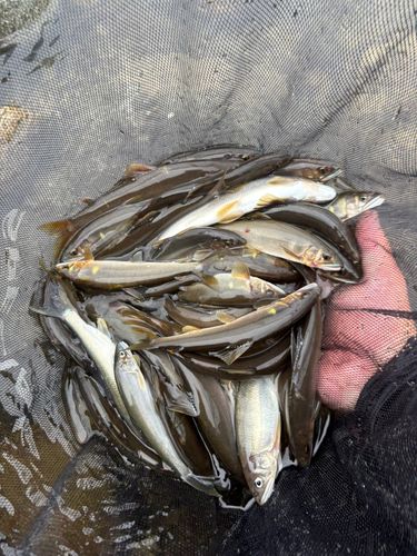 アユの釣果