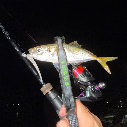 マアジの釣果