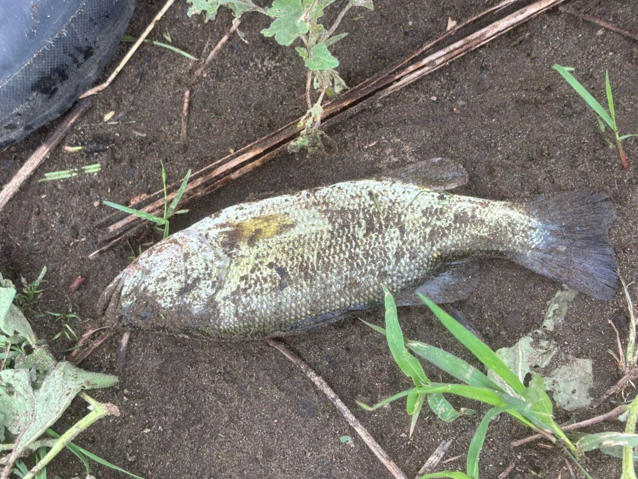 ブラックバス