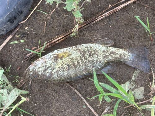 ブラックバスの釣果