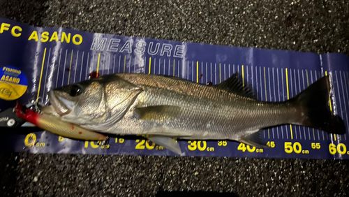 シーバスの釣果