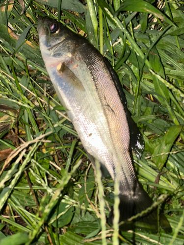 マルスズキの釣果