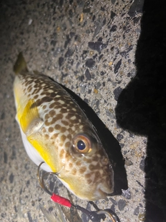 フグの釣果