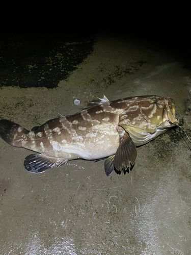 クエの釣果