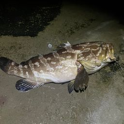 クエ