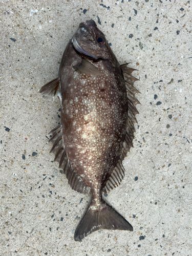 アイゴの釣果