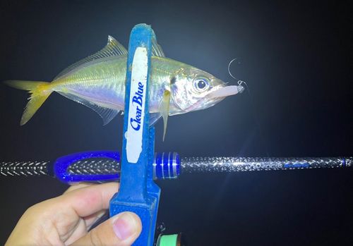 マアジの釣果