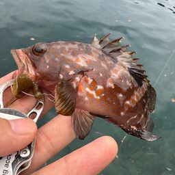 アコウ