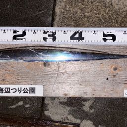 タチウオ