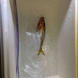 アジ