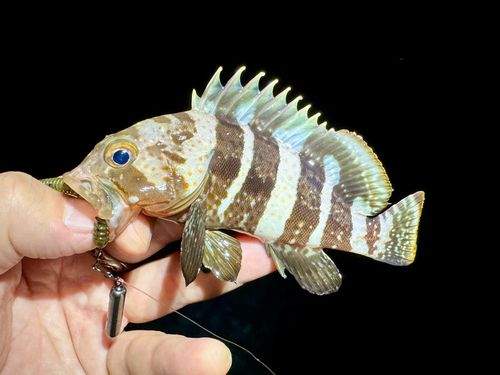アオハタの釣果