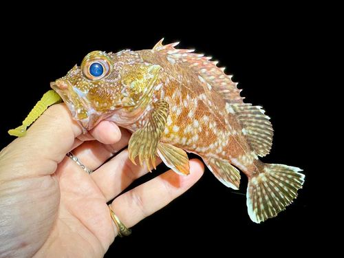 ガシラの釣果