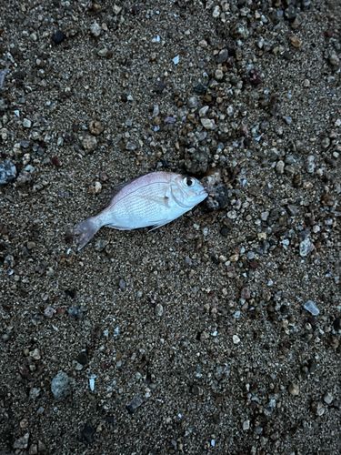 チャリコの釣果