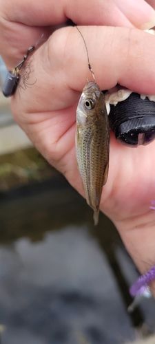 タモロコの釣果