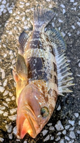 キジハタの釣果
