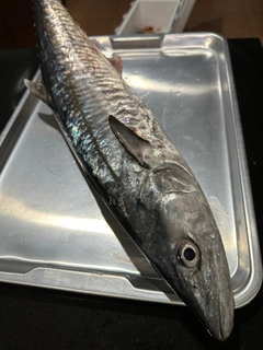 サワラの釣果