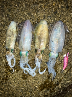 アオリイカの釣果