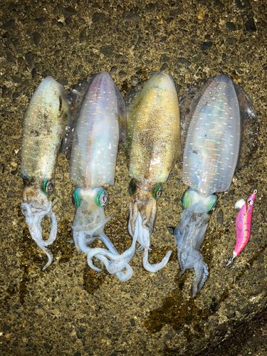 アオリイカの釣果