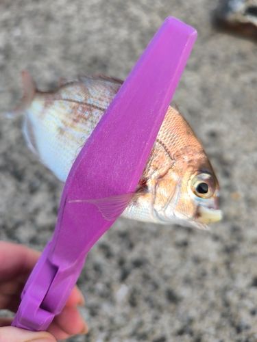 チャリコの釣果