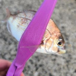 チャリコ