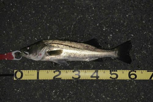 シーバスの釣果
