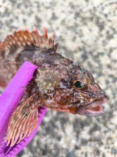 アラカブの釣果