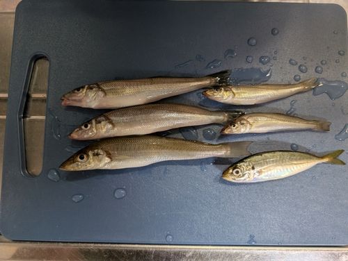 高洲海浜公園