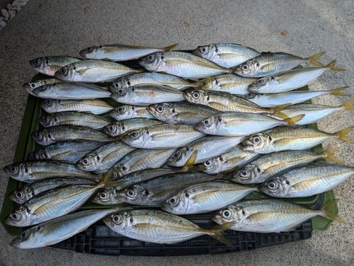 アジの釣果