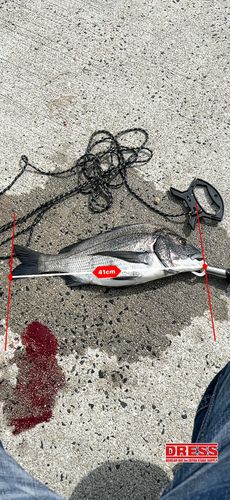 チヌの釣果