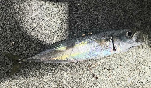 サバの釣果
