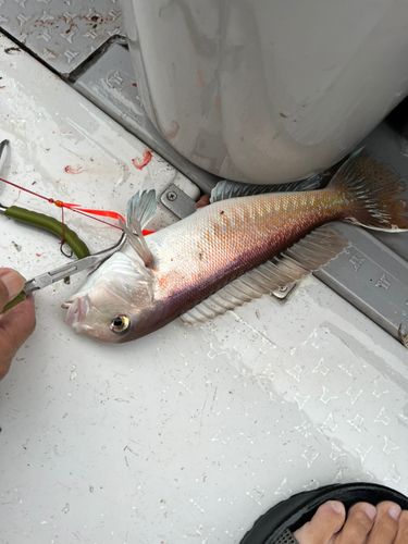 シロアマダイの釣果