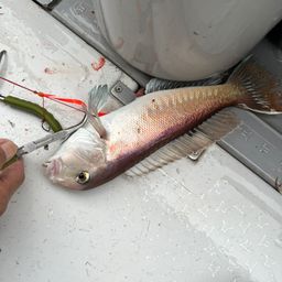 シロアマダイ