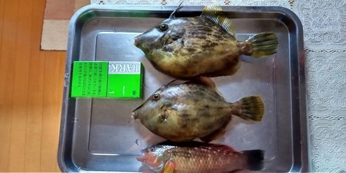 富山湾