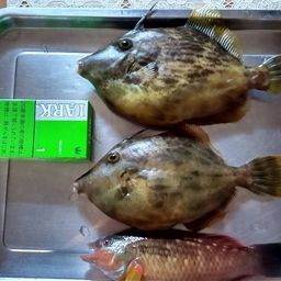 カワハギ