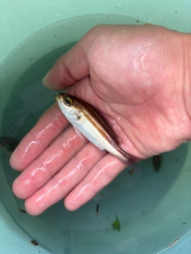 ネンブツダイの釣果