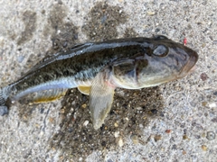 ハゼの釣果