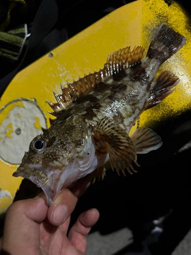 カサゴの釣果