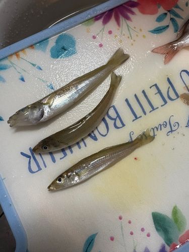 キスの釣果