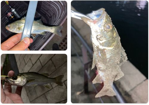 セイゴ（マルスズキ）の釣果