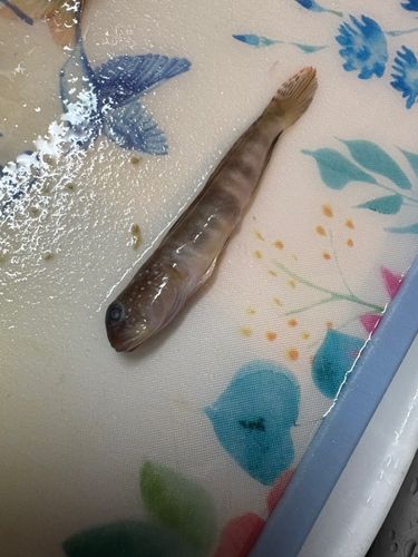 ハゼの釣果