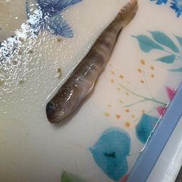 ハゼ