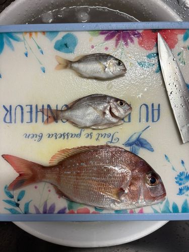 マダイの釣果