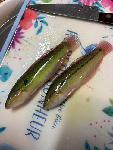ベラの釣果