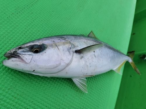 イナダの釣果