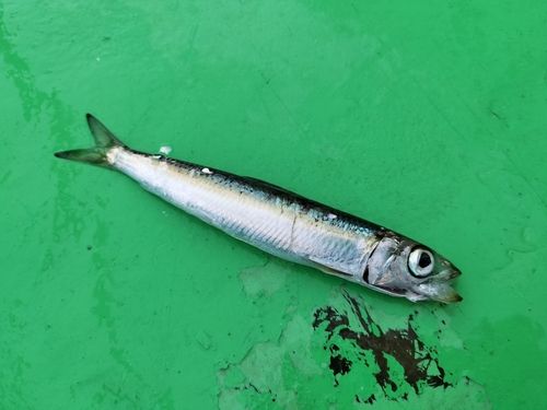 ウルメイワシの釣果