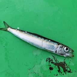 ウルメイワシ
