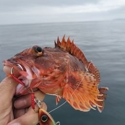 カサゴ